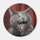 Sök efter rolig kattmagnet Katter