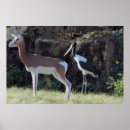 Sök efter stork posters Vilda djur