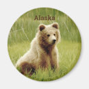 Sök efter björn magneter Alaska