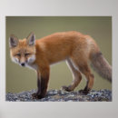 Sök efter vulpes Ide