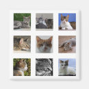 Sök efter förtjusande kattunge fotografi Kissekatt