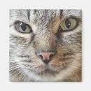 Sök efter långhårig magneter Kattunge