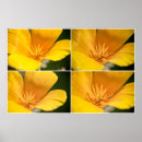 Sök efter poppy posters Orange