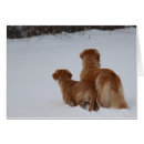 Sök efter guld retrievers Goldens