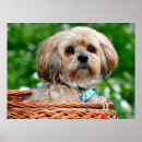 Sök efter lhasa apso Brun