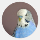 Sök efter parakiter klistermärken Budgerigar