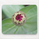 Sök efter zinnias musmattor Blomma