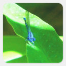Sök efter sländor klistermärken Damselfly