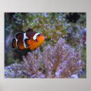 Sök efter clownfish Fisk