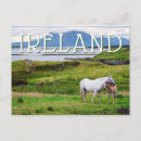 Sök efter connemara Häst