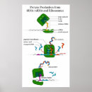 Sök efter proteiner posters Trna