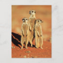 Sök efter kalahari vykort Meerkat