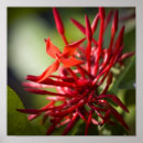 Sök efter bali konst Blomma