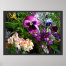 Sök efter pansy posters Blommigt