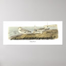 Sök efter strandfåglar posters Fågel