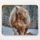 Sök efter ranch fotografi Häst