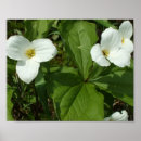 Sök efter flower posters Nature