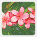 Sök efter frangipani klistermärken Rosa