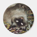 Sök efter fluffigt magneter Katt