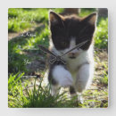Sök efter kärlek tar tid på Kattunge