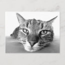 Sök efter huskatt vykort Tabby katt