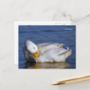Sök efter lera fotografi Fotografi av vilda djur