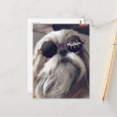 Sök efter min shih tzu vykort Söt