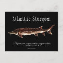 Sök efter atlantiskt Fiske