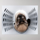 Sök efter humoristiskt posters Katt