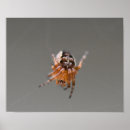 Sök efter orange spindel Spindelnät