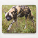 Sök efter vildhund Afrikansk vildhund