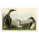 Sök efter audubon posters Fågel