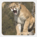 Sök efter puma klistermärken Stor katt