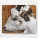 Sök efter goat musmattor Fotografi