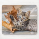Sök efter grå tabby katt Rolig