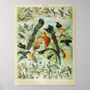 Sök efter fåglar av en fjäder posters Hummingbird