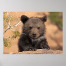 Sök efter grizzly posters Utomhus
