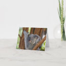 Sök efter koalabjörn kort Australien