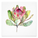 Sök efter proteas posters Blomma