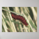 Sök efter caterpillar posters För alla