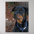 Sök efter stort öron Hund