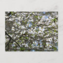 Sök efter dogwoods Blomning
