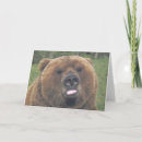 Sök efter grizzly fotografi Vilda djur