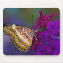 Sök efter tropisk fjäril musmattor Insekt