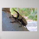 Sök efter skalbagge posters Natur