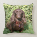 Sök efter zwergteckel heminredning Långhårig miniatyrtax