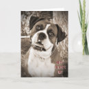 Sök efter x boxas fotografi Hund