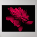 Sök efter fuchsia fotografi Blomma