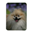 Sök efter flåsande magneter Pomeranian