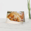 Sök efter maine coon kort Kattdjur